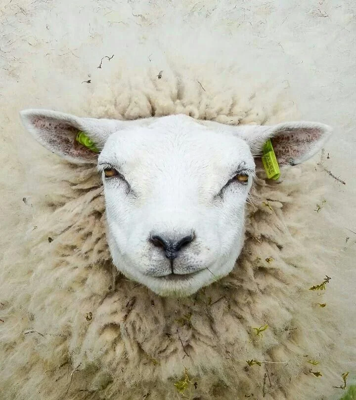schaap wollen dekbedden